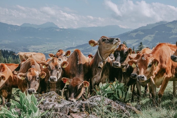Ein Foto von mehreren Kühen die auf der Seidlalm leben.