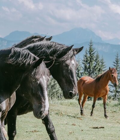 Drei Pferde von der Seidlalm.