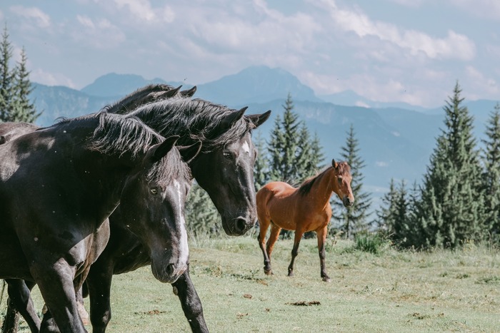 Drei Pferde von der Seidlalm.