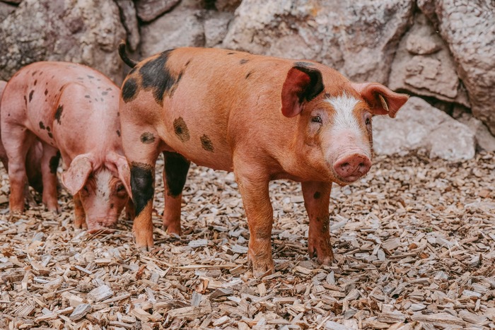 Ein Bild von zwei Schweinen die auf der Seidlalm wohnen.