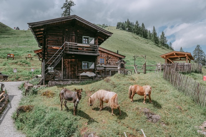 Zwei Pferde und ein Esel auf der Wiese vor der Seidlalm im Sommer.